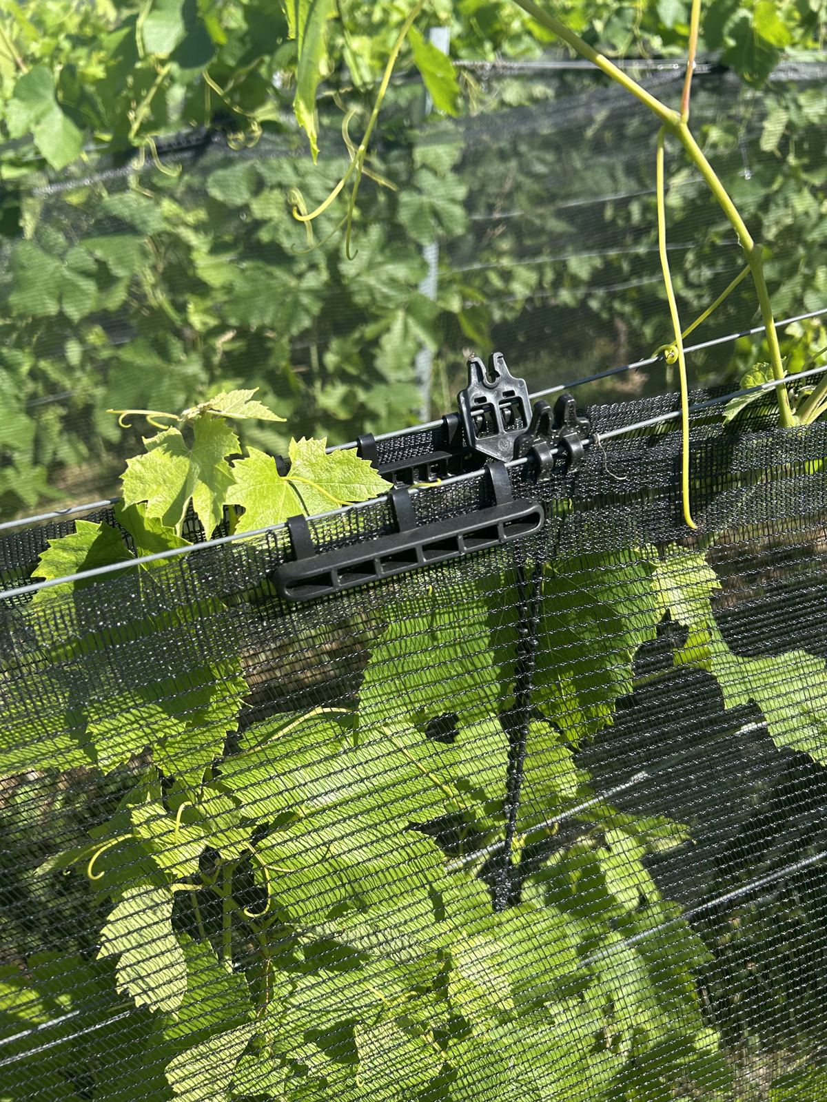 Attaches plastiques noires fixant le haut du filet sur le fil de palissage