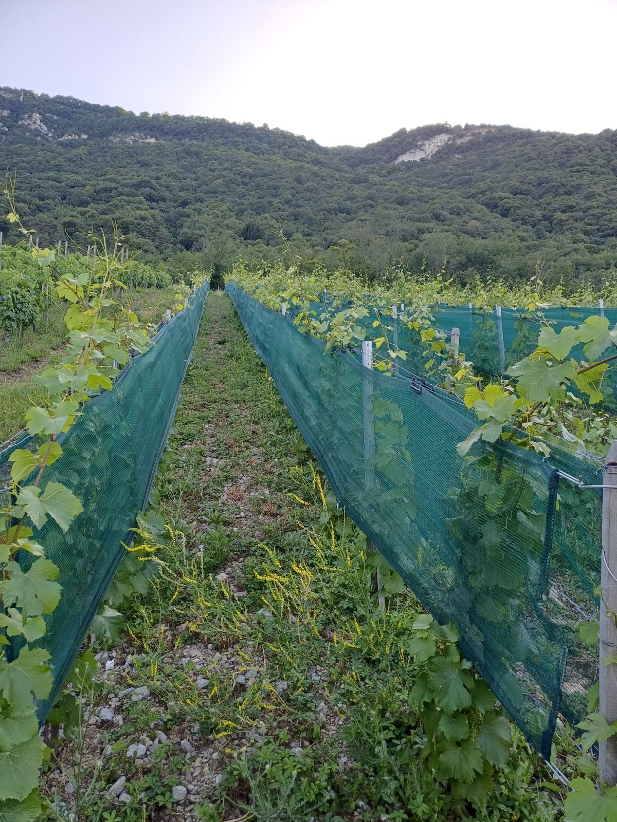 Allée entre deux rangs équipés de filet vert