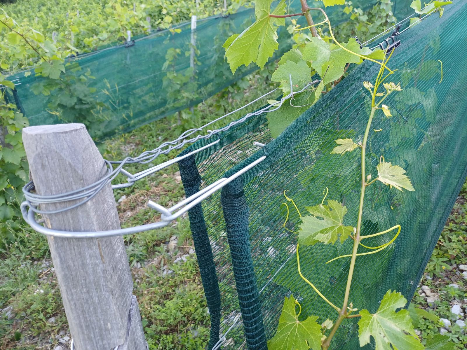 Tête de rang : piquet bois, fil d'ancrage et filet enroulé sur sa tige